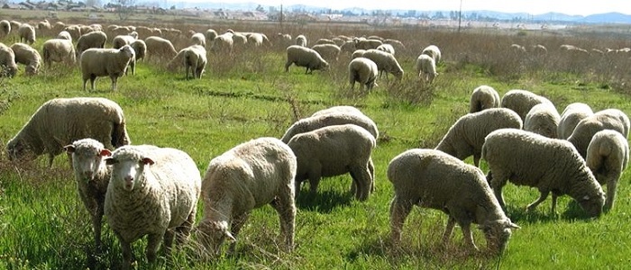 گوسفند زنده در تهران،بره فروشی و خرید دام زنده تهران